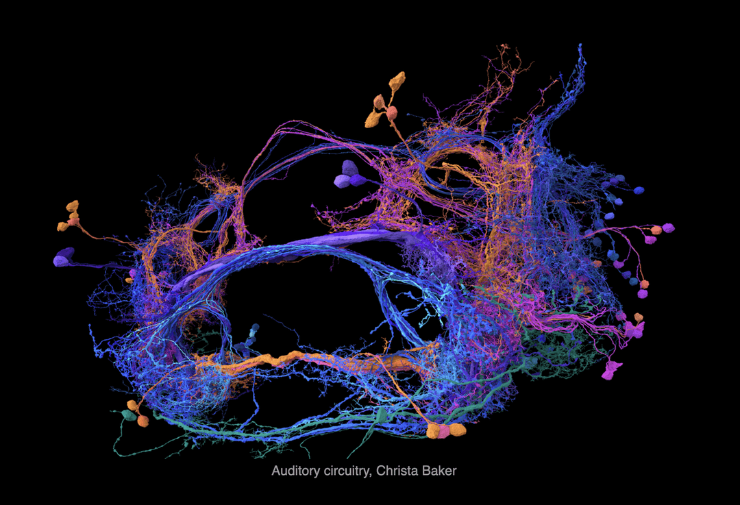 Flywire — problem-solving signals mapped into knowledge space